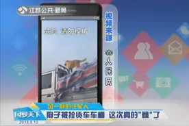 狗被栓货车车棚 这次真的“飘”了！狗子：吹啊吹啊我的骄傲放纵视频封面