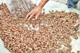 知了壳150元1斤，贵不贵？陕西大姐攒了一袋子，看卖了多少钱