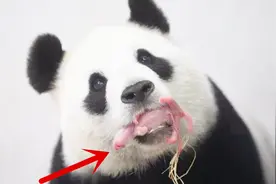 熊猫体型庞大，为什么生出来的幼崽这么小？视频封面