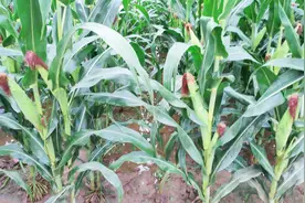 玉米被水淹后多喷它，再不喷就来不及，穗大粒饱，别犹豫