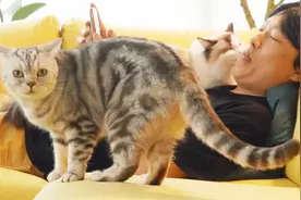 布偶猫太黏人，一直趴在主人身上撒娇，家里别的猫满脸嫉妒视频封面