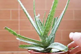芦荟干瘪？学会这些养护技巧，干瘪就解决了视频封面