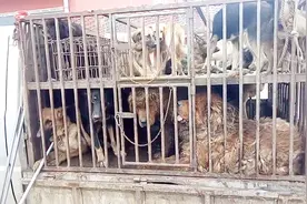 10块钱一斤收了一车狗，难道这一车狗真的都是要被宰杀去了吗？视频封面