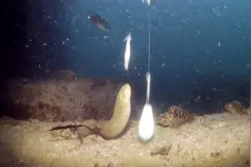 鱼是怎么上钩的？小哥用水下相机记录下了这一过程！