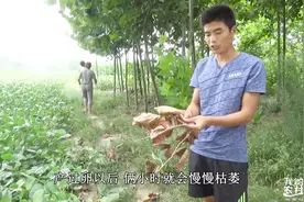 农村这种枯萎的枝条，里面有稀罕物，小伙算笔账一根几十块没问题