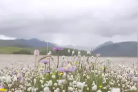阿坝红原俄么塘｜桃源仙境，星星仙语图片