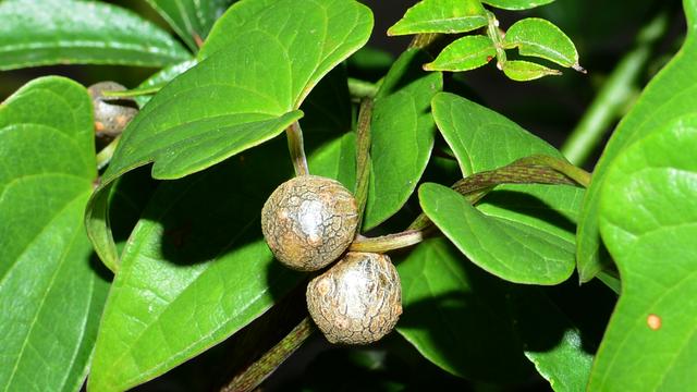 强项：这种植物，具备16种氨基酸，以前真不知道