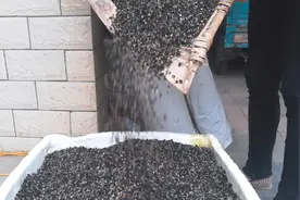 纯天然野生黑枸杞有什么好处，农村大妈一斤买80元，你们觉得贵吗视频封面