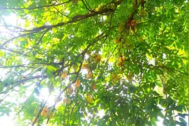 这种长的像五角星的水果！城市要卖10元一斤，农村却多到没人吃！视频封面