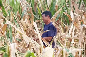 玉米刷光下部叶片是为啥？和高产有没有关系？农民看完就知道了视频封面