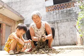 河南老乡最爱的芝麻叶，晒制过程别忘这一步，看农村妈妈咋弄的