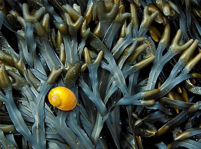 arko身体乳涂抹式