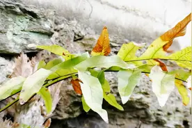 牛哥看见石壁长着一种好药材，扒下来用土种植，不知能不能成活？视频封面