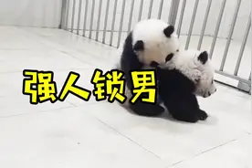 熊猫真实战力解密！友谊的小熊被压了！太暴力了！视频封面