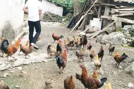 农村小伙在家养鸡，只喂这两样食物，颜色就大变样了