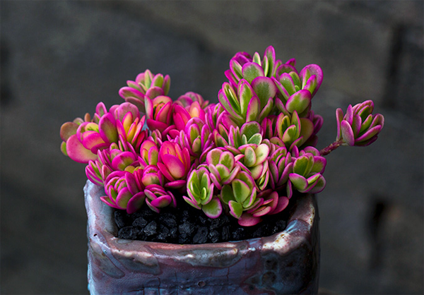最漂亮的多肉植物品种,推荐9款不同颜色的漂亮多肉植物