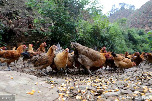 白醋怎么对付鸡皮肤