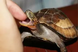 被乌龟紧紧咬住手怎么办，怎么让它立马松口？今天可算知道了！视频封面