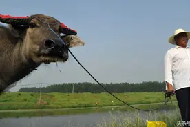 故事：900块买的牛，他谎称1100买的，然后1000块卖给了岳父图片