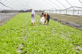小白菜常见病害防治办法视频封面