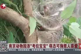 考拉来啦！南京动物园添“考拉宝宝” 萌萌的惹人爱！视频封面
