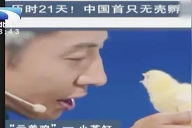 历时21天 首只无壳孵化小鸡在中国诞生了 这是一个科学的奇迹