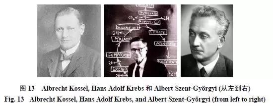 天然药物化学史话：天然产物的生物合成