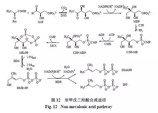 天然药物化学史话：天然产物的生物合成