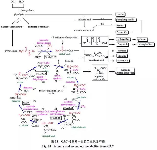 天然药物化学史话：天然产物的生物合成