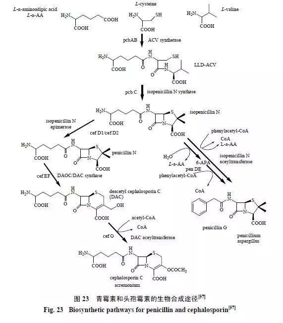 天然药物化学史话：天然产物的生物合成