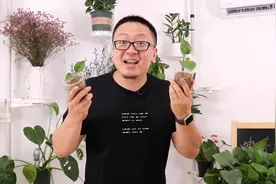 随便掐个尖儿就能活的植物，买一盆能复制一堆视频封面