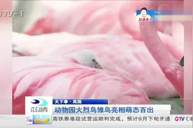 英国动物园火烈鸟雏鸟亮相，灰白色蒙态百出惹人喜爱视频封面
