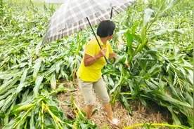 河南项城一场暴风雨来袭农作物大面积倒伏，农民欲哭无泪视频封面