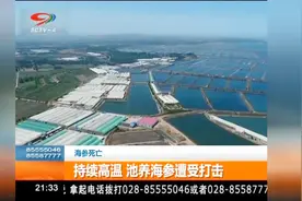 持续高温，池养海参遭受打击