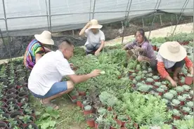 小伙搭几十个大棚，专种“金枝玉叶”！年销40多万盆，供不应求！视频封面