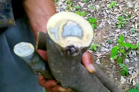 这种树比金子还贵，只有南方才能种，闻它的香味可安眠可安神视频封面