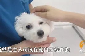 猫狗耳朵有臭味，该怎么清理？视频封面