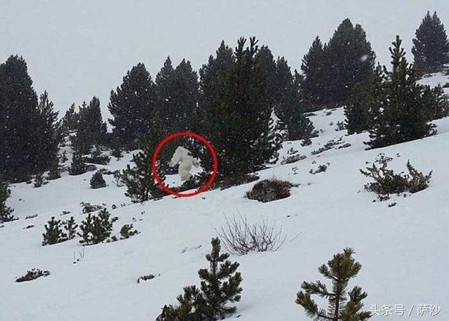 抢走裸体少女的雪人存在吗？喜马拉雅山的怪物有了科学解释
