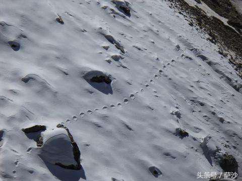 抢走裸体少女的雪人存在吗？喜马拉雅山的怪物有了科学解释