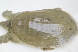 一条3斤重的甲鱼去饭店加工，老板娘要价20元，这加工费贵吗？视频封面