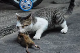 老鼠携带很多病菌，为什么猫吃了不会生病？这几种情况不会被感染视频封面