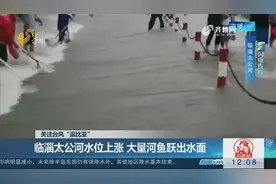 「闪电连线」关注台风“温比亚” 临淄太公河水位上涨 大量河鱼跃出水面视频封面