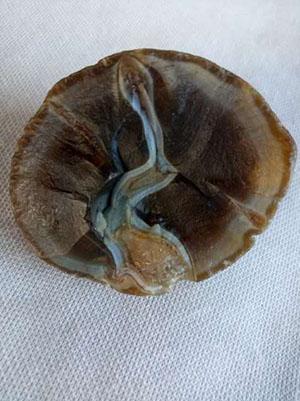 北红玛瑙的前世今生