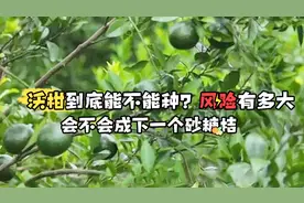 沃柑疯狂扩种下，价格下跌，卖不好？但是其中的关键你明白吗？视频封面