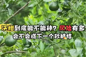 沃柑疯狂扩种下，价格下跌，卖不好？但是其中的关键你明白吗？视频封面