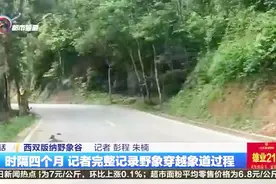 时隔四月 记者完整记录野象穿越象道过程视频封面