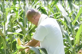 神奇，很多农民种植的玉米高产经验是摘叶？农民：什么时间摘叶