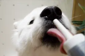 萨摩耶软糖偷翻垃圾桶狂呕吐，在软糖鼻子上挤益生菌，太好吃了吧