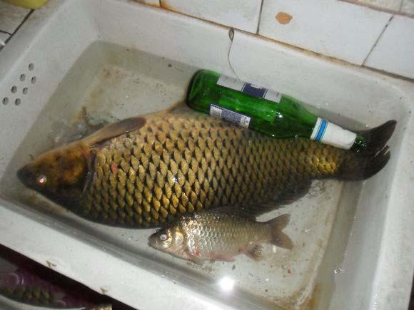 鲤鱼鳞片形状