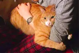 为什么家养的猫咪总喜欢上床睡觉？铲屎官们要注意了